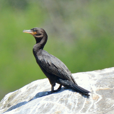 Neotropic Cormorant_2